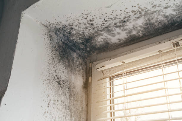 Affordable Mold Cleanup solutions in Akron, NY